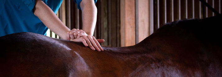 Animal Chiropractor Clermont FL Raquel Heisse